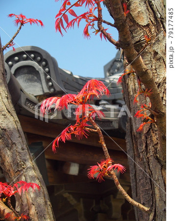 春の寺境内の紅葉のチャンチンの木 春の寺境内の紅葉のチャンチンの木 79177485