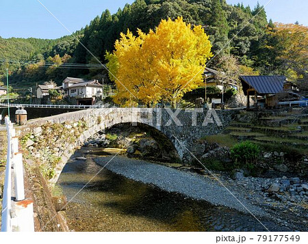 秋の笠松橋とイチョウ (熊本県八代市東陽町) 秋の笠松橋とイチョウ (熊本県八代市東陽町) 79177549