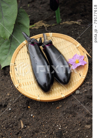 ナスの収穫 79177618