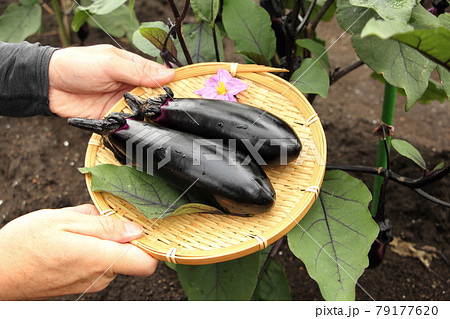 ナスの収穫 79177620