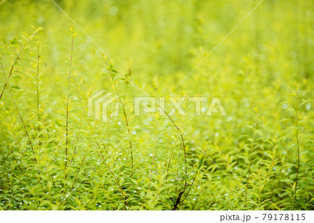 花緑公園の風景、緑、イメージ、梅雨【6月】 花緑公園の風景、緑、イメージ、梅雨【6月】 79178115
