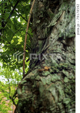 鈴懸の並木道にて 79178592