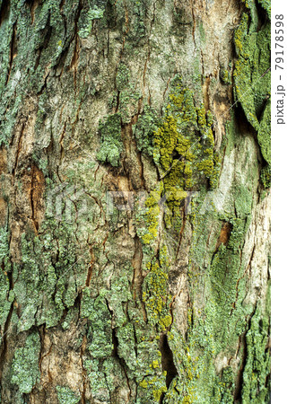 鈴懸の並木道にて 79178598