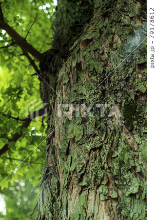 鈴懸の並木道にて 79178612