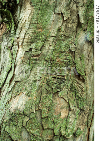 鈴懸の並木道にて 鈴懸の並木道にて 79178617
