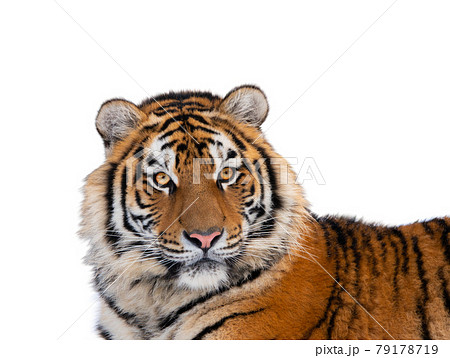 tiger portrait isolated on white background tiger portrait isolated on white background 79178719