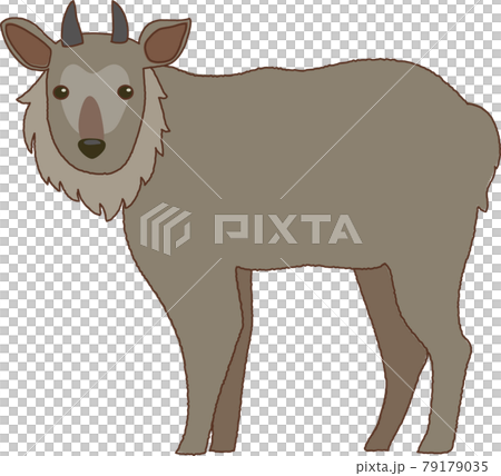 ニホンカモシカのイラスト ニホンカモシカのイラスト 79179035