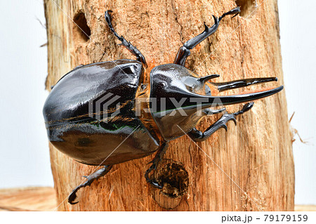 ネプチューンオオカブト 79179159