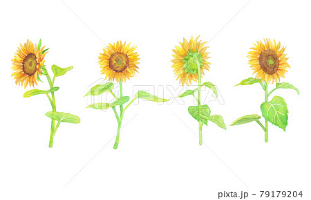 手描き水彩画 並んでいるひまわりのイラストのイラスト素材 [79179204
