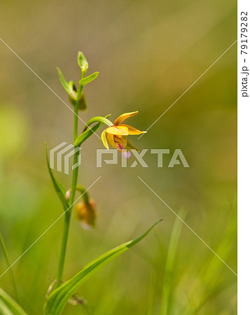 カキラン 79179282