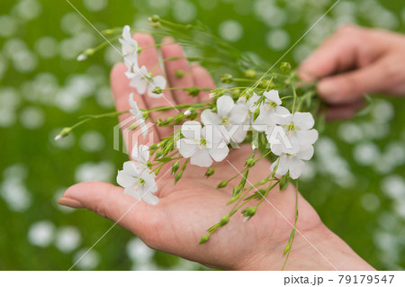 Female hands gently hold blooming flax plants, against a background of greenery 79179547