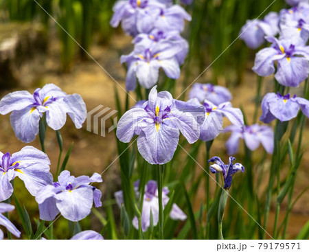 花菖蒲 79179571