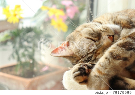 片目を隠して寝る猫アメリカンショートヘアシルバーパッチドタビー 片目を隠して寝る猫アメリカンショートヘアシルバーパッチドタビー 79179699