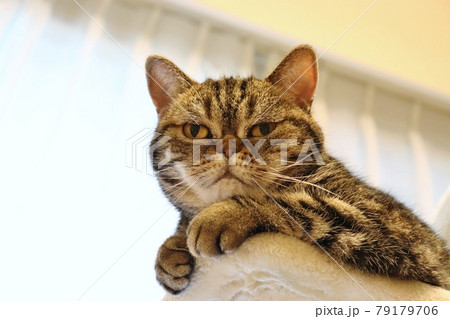 両手をきゅっとする鼻ぺちゃ猫アメリカンショートヘアブラウンタビー 両手をきゅっとする鼻ぺちゃ猫アメリカンショートヘアブラウンタビー 79179706