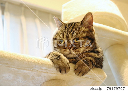 ぶりっ子する鼻ぺちゃ猫アメリカンショートヘアブラウンタビー 79179707