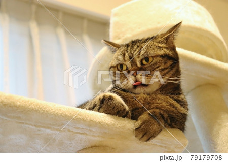 チロリ舌を出してイカ耳鼻ぺちゃ猫アメリカンショートヘアブラウンタビー チロリ舌を出してイカ耳鼻ぺちゃ猫アメリカンショートヘアブラウンタビー 79179708