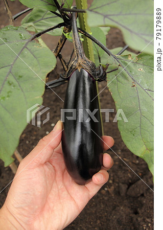 ナスの栽培 79179889
