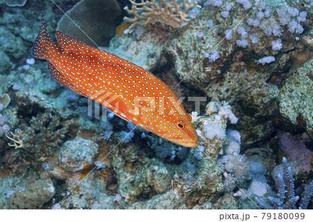 Coral grouper, Red Sea, Egypt Coral grouper, Red Sea, Egypt 79180099