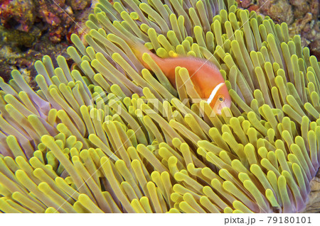 Blackfinned Anemonefish, Magnificent Sea Anemone, South Ari Atoll, Maldives 79180101