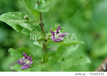 クコの花 クコの花 79180235