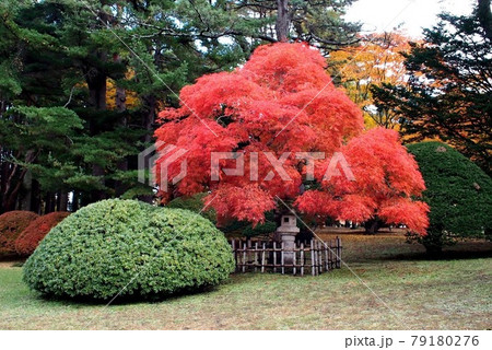 函館香雪園のつつじともみじの紅葉 函館香雪園のつつじともみじの紅葉 79180276
