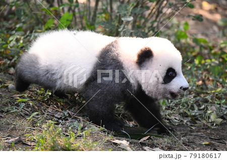 歩く赤ちゃん灰色パンダ 歩く赤ちゃん灰色パンダ 79180617