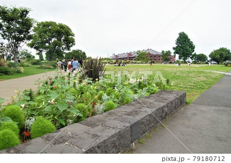 風に揺れるナチュラルガーデン（新港中央広場） 79180712