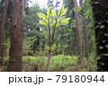 山菜のコシアブラ 79180944