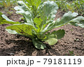 無農薬の春菊 79181119