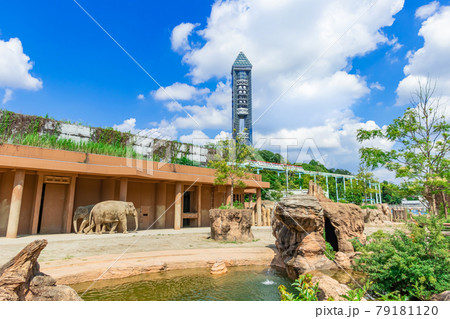 東山動物園、そびえ立つ東山スカイタワー〈愛知県名古屋市〉 79181120