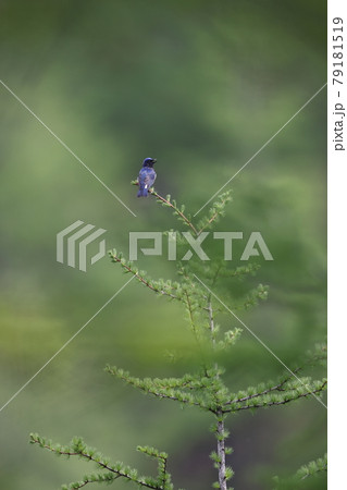 さえずるオオルリのオス さえずるオオルリのオス 79181519