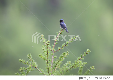 さえずるオオルリのオス 79181522