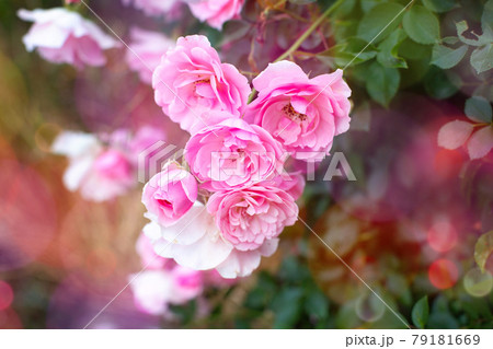 Pink blooming roses with buds 79181669