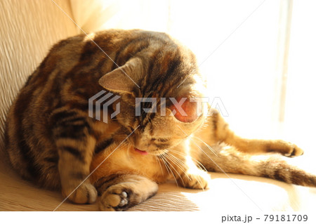 日向ぼっこでグルーミングする猫アメリカンショートヘアシルバーパッチドタビー 79181709