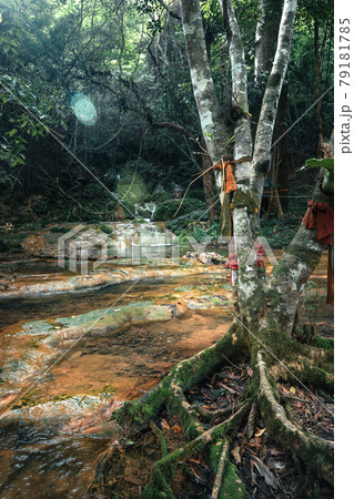 Waterfall and moss in tropical nature Waterfall and moss in tropical nature 79181785