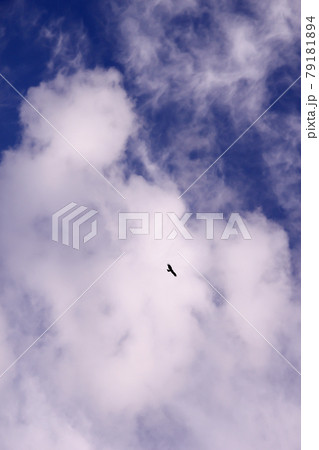 青空と雲と鳥 79181894