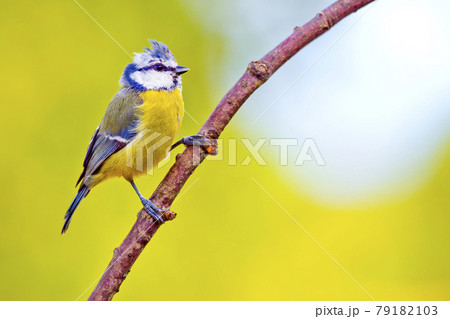 Blue Tit, Mediterranean Forest, Spain 79182103