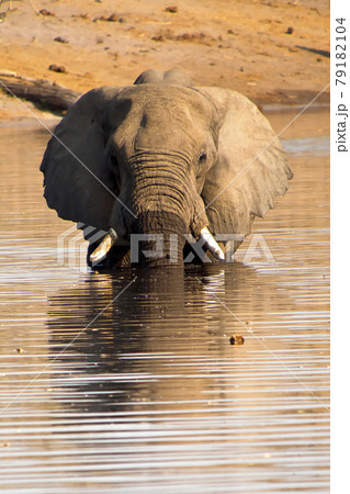 Afican Elephant, Chobe National Park, Botswana 79182104