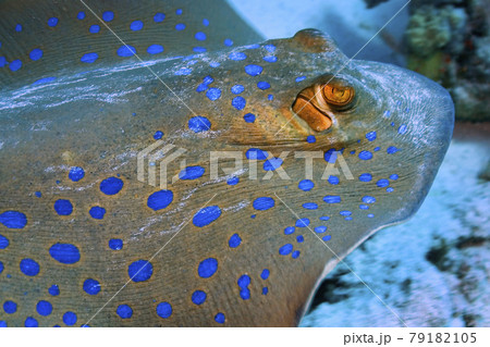 Blue spotted Ribbontail Ray, Red Sea, Egypt 79182105