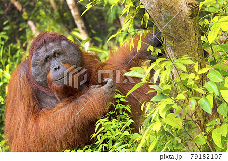 Orangutan,Tanjung Puting National Park, Borneo 79182107