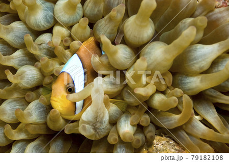.Red Sea Clownfish, Coral Reef, Red Sea, Egypt. 79182108