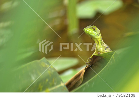 Plumed Basilisk, Tropical Rainforest, Costa Rica 79182109