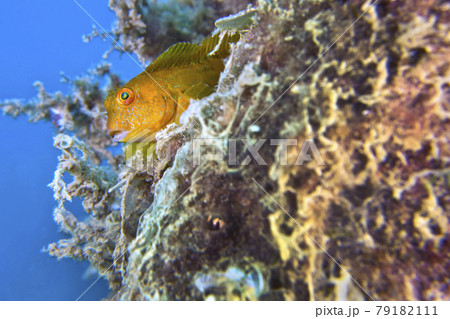 Ringneck Blenny, Cabo Cope Puntas del Calnegre Natural Park, Spain Ringneck Blenny, Cabo Cope Puntas del Calnegre Natural Park, Spain 79182111