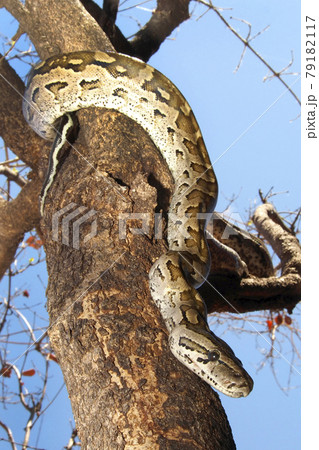 African Rock Python, Chobe National Park, Botswana. 79182117