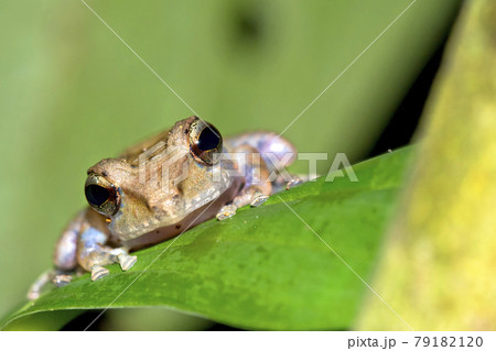 Tropical Frog, Corcovado National Park, Costa Rica 79182120