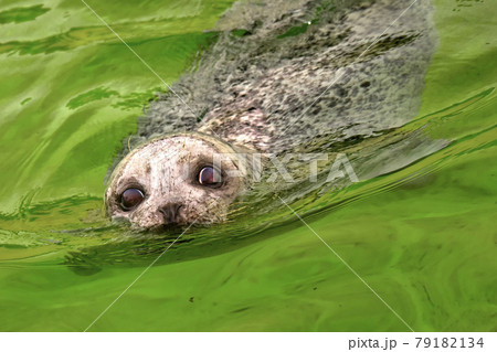 Harbour Seal, Deltapark Neeltje Jans, Netherlands 79182134