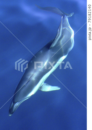 Short beaked Common Dolphin, Straits of Gibraltar Natural Park, Spain Short beaked Common Dolphin, Straits of Gibraltar Natural Park, Spain 79182140