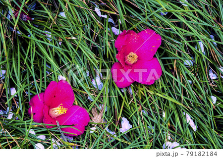 ツバキの花 ツバキの花 79182184