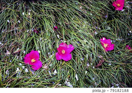 ツバキの花 ツバキの花 79182188