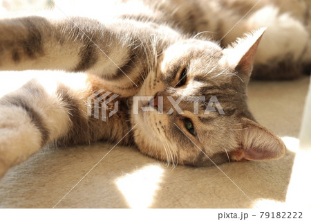 悩ましい顔で伸びをする猫アメリカンショートヘアブルータビー 79182222